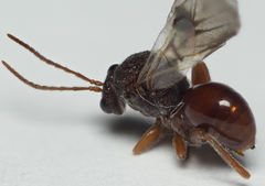 Amphibolips quercuscitriformis