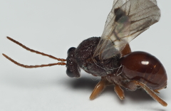 Amphibolips quercuscitriformis