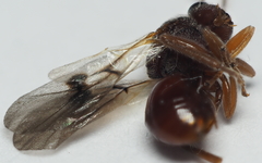 Amphibolips quercuscitriformis