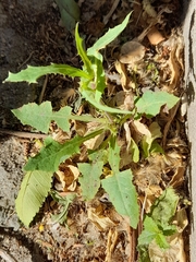 Cichorieae