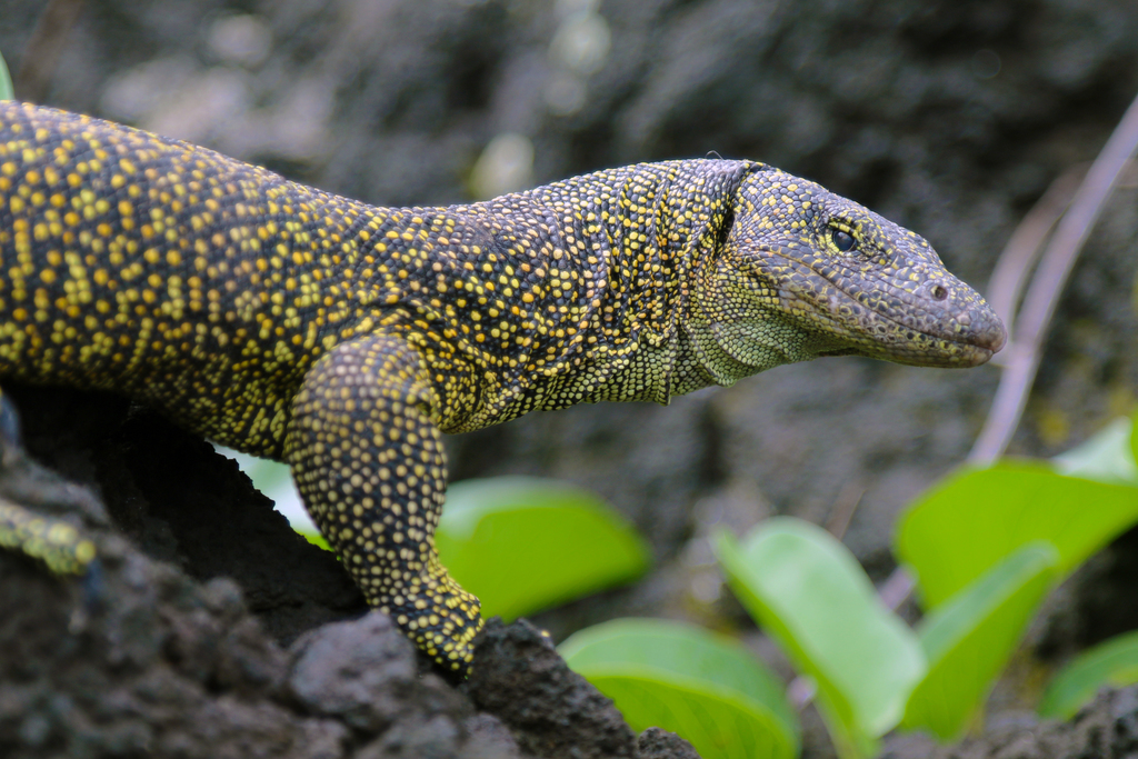 Mariana Monitor