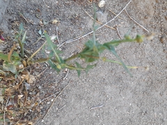 Lactuca serriola