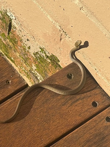Common Tree Snake sighting