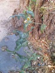 Sonchus