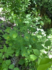 Euphorbia purpurea