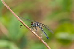 Cannaphila insularis