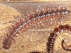 Pseudopolydesmus canadensis