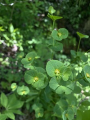 Euphorbia purpurea