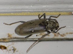 Eburia mutica