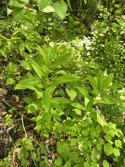 Euphorbia purpurea