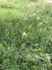 Chaerophyllum bulbosum