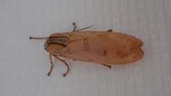 Halysidota cinctipes