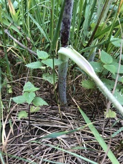 Chaerophyllum bulbosum