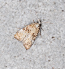 Phtheochroa rugosana