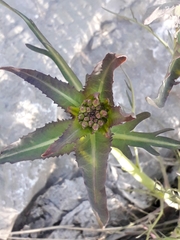 Armoracia sisymbrioides