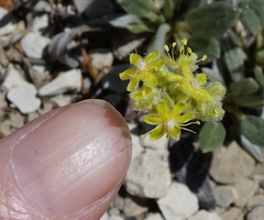 Eriogonum lachnogynum