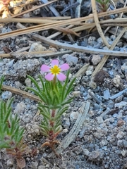 Leptosiphon ciliatus