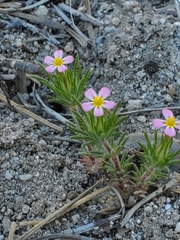 Leptosiphon ciliatus