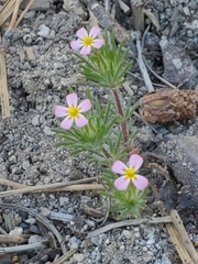 Leptosiphon ciliatus