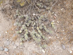 Tephrocactus aoracanthus