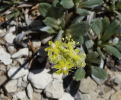 Eriogonum lachnogynum