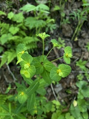Euphorbia purpurea
