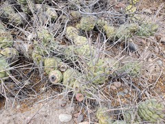 Tephrocactus aoracanthus