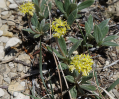 Eriogonum lachnogynum