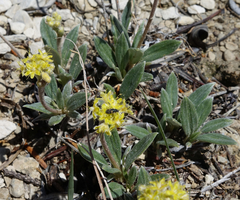 Eriogonum lachnogynum