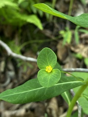Euphorbia purpurea