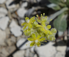 Eriogonum lachnogynum