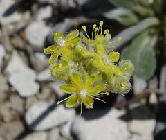 Eriogonum lachnogynum