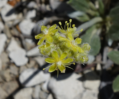 Eriogonum lachnogynum