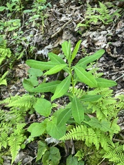 Euphorbia purpurea