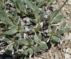 Eriogonum lachnogynum