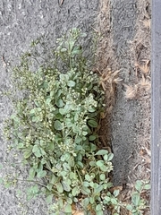 Polycarpon tetraphyllum