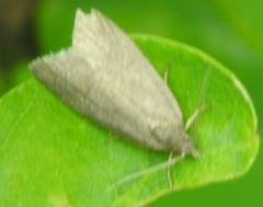 Clepsis senecionana