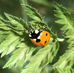 Coccinella septempunctata