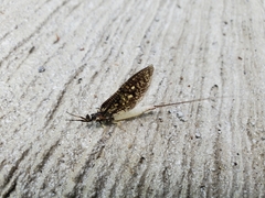 Ephemera guttulata