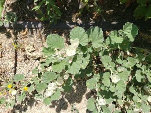 iNaturalist observation photo of alkali mallow
