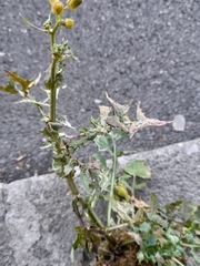 Sonchus