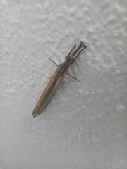 Creoleon lugdunensis