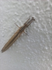 Creoleon lugdunensis