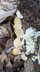 Trametes hirsuta