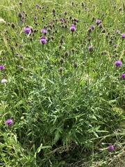 Centaurea scabiosa