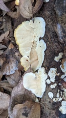Trametes hirsuta