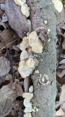 Trametes hirsuta