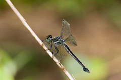 Cannaphila insularis