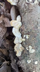 Trametes hirsuta