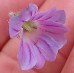 Geranium schlechteri